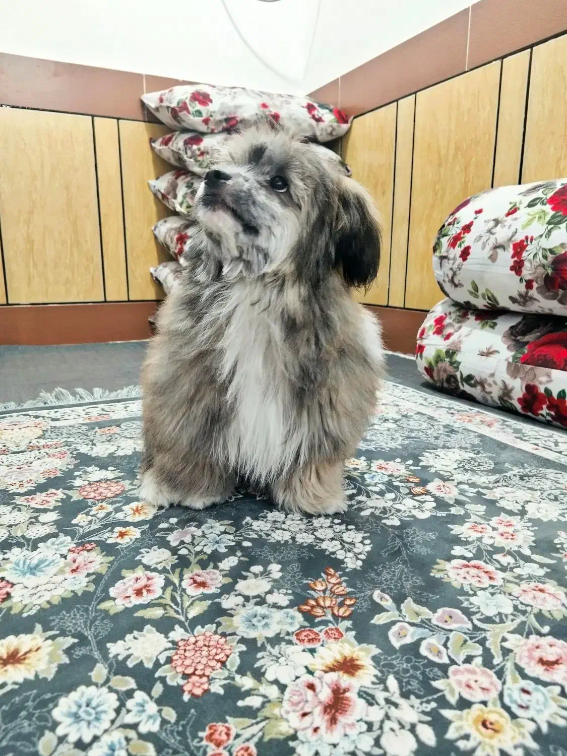 واگذاری سگ شیتزو|سگ|دزفول, |دیوار