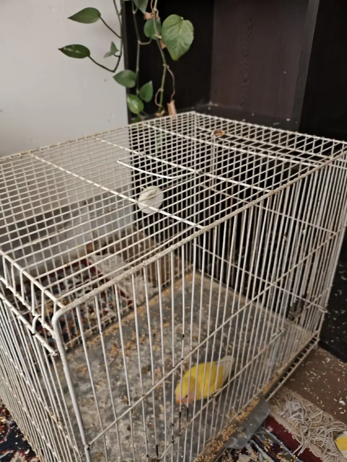 قفس برای مرغ عشق عروس هلندی فنچ کوتوله|لوازم جانبی حیوانات|گلبهار, شهر جدید گلبهار|دیوار