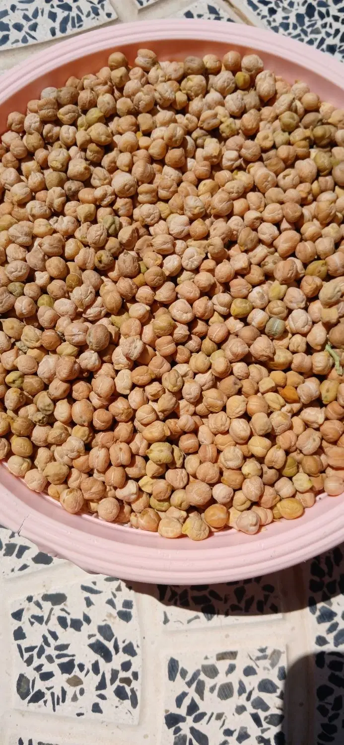 نخود|خوردنی و آشامیدنی|میانه, |دیوار
