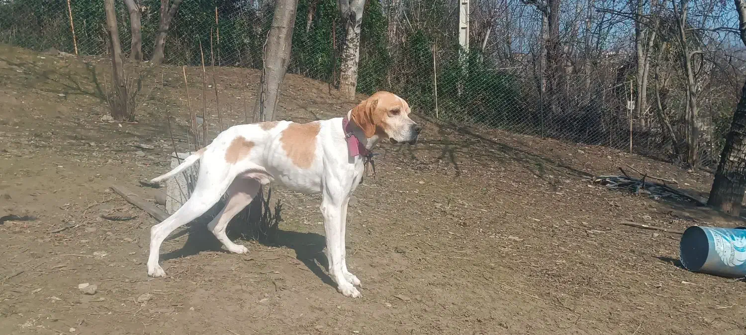 گمشده|سگ|تالش, هشتپر|دیوار