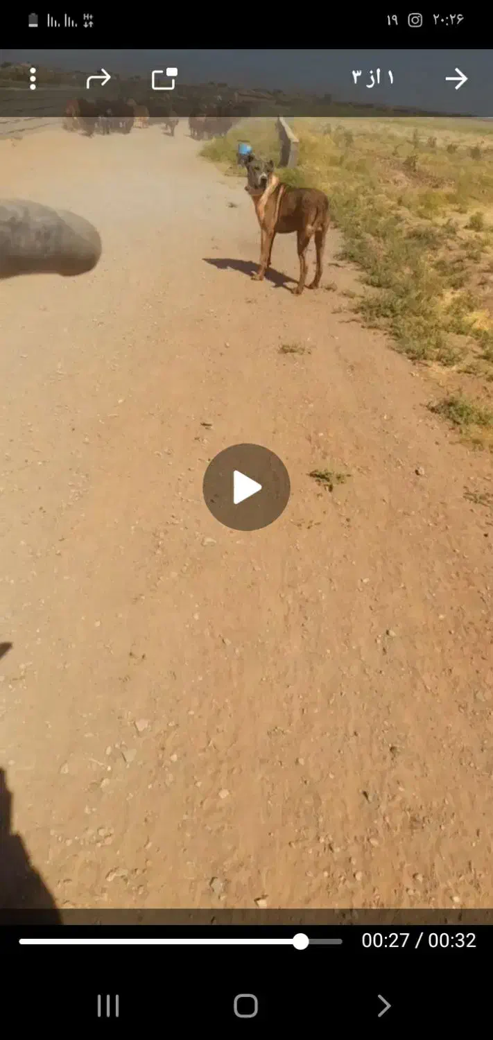 سگگلهدهنپاک|سگ|کاشمر, |دیوار