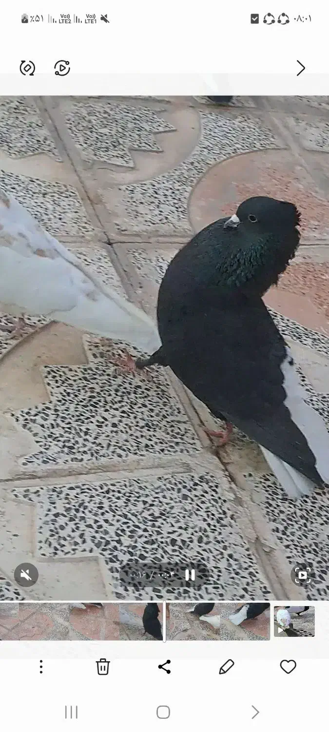 کلاغ دم سفید نر کلاهی کبوتر|پرنده|کرمان, |دیوار