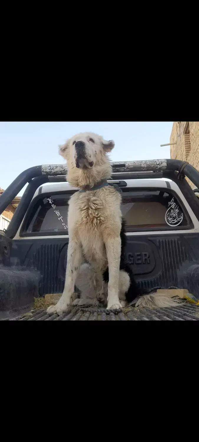 سگ اصیل|سگ|نجفآباد, ویلاشهر|دیوار