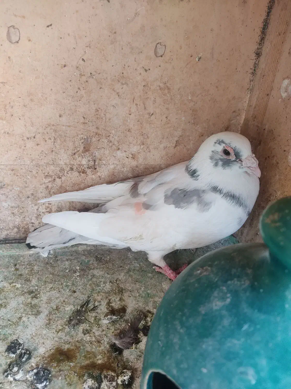 کفتر آلمانی شهرستانی|پرنده|تهران, یافتآباد|دیوار