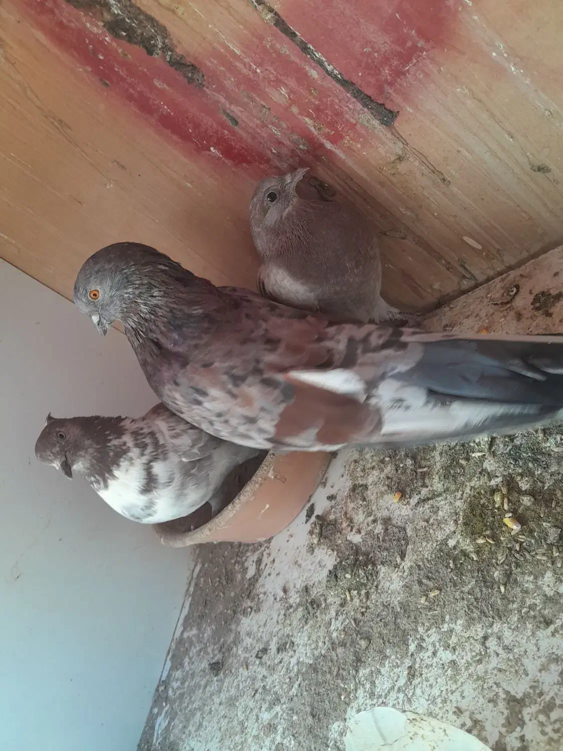 دو جفت کفتر  سوقدیم|پرنده|خمینی‌شهر, |دیوار