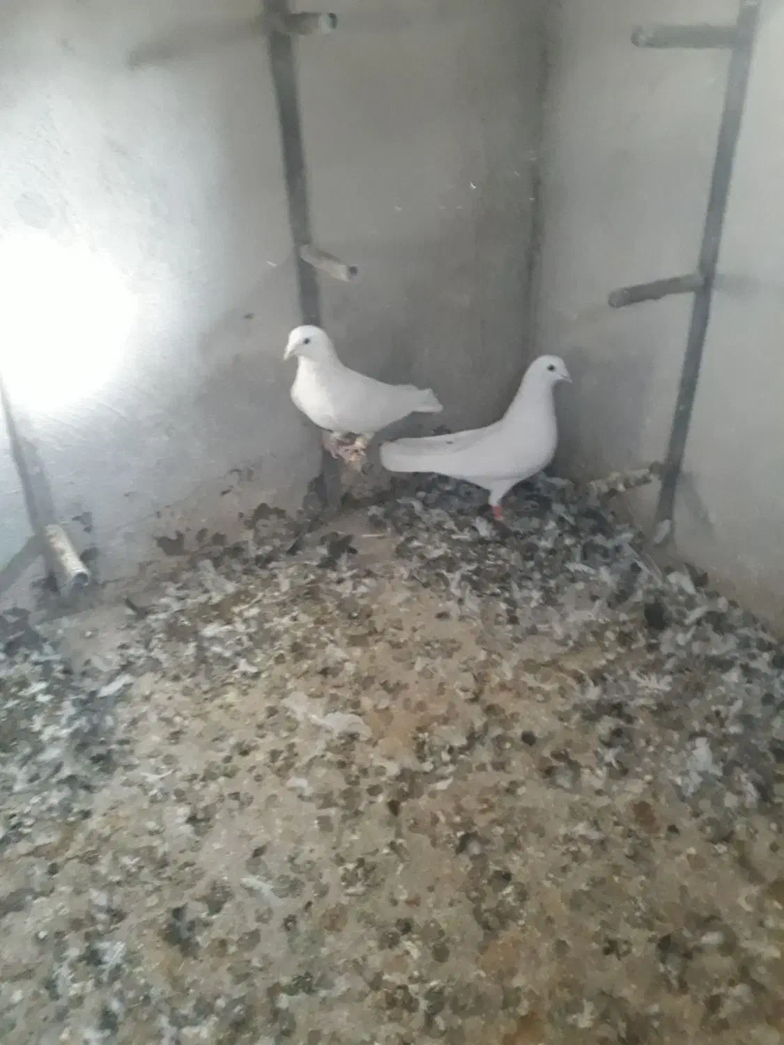 کفتر|پرنده|شیراز, شهرک پرواز|دیوار