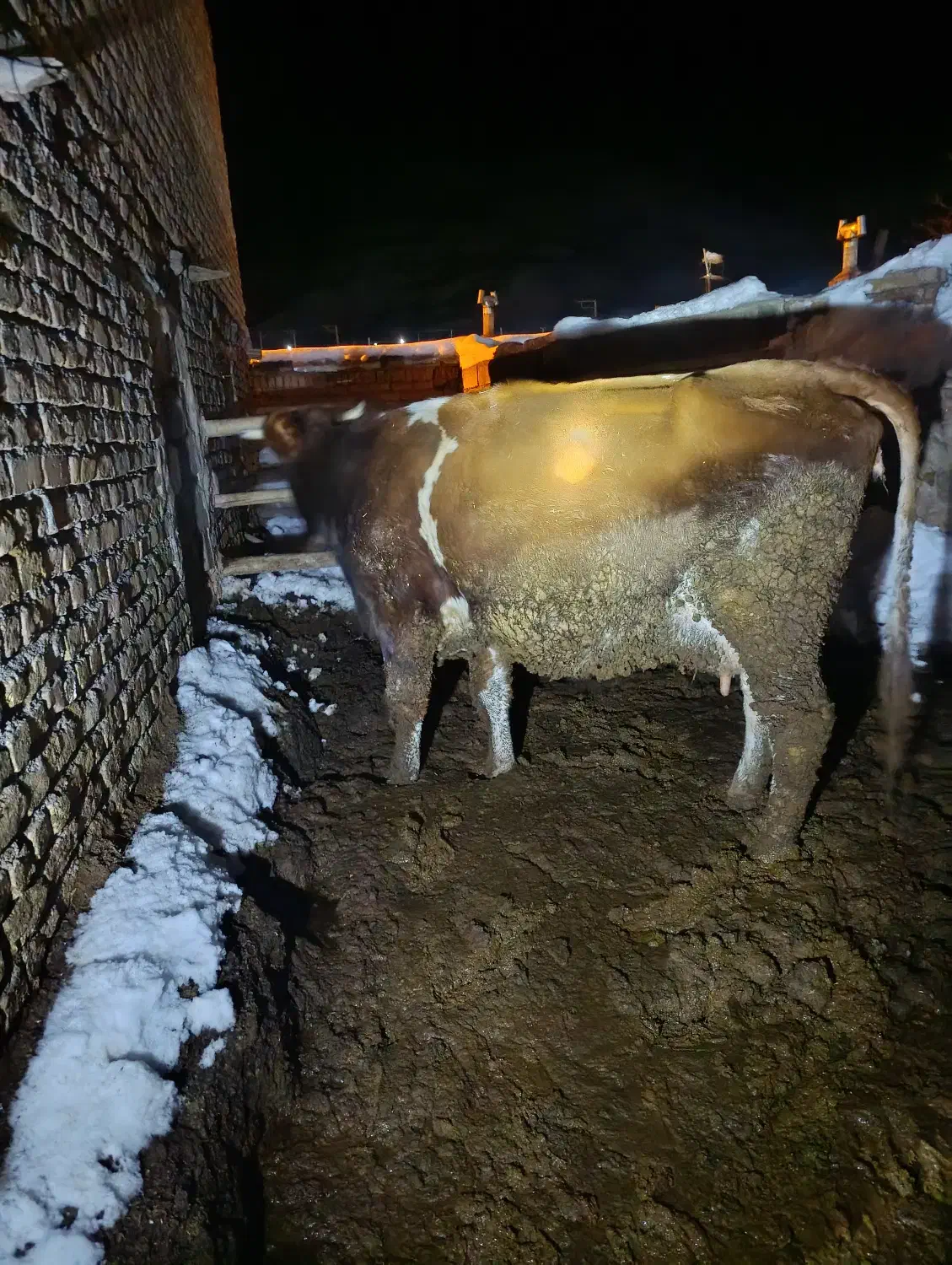 فروشی|حیوانات مزرعه|کدکن, |دیوار