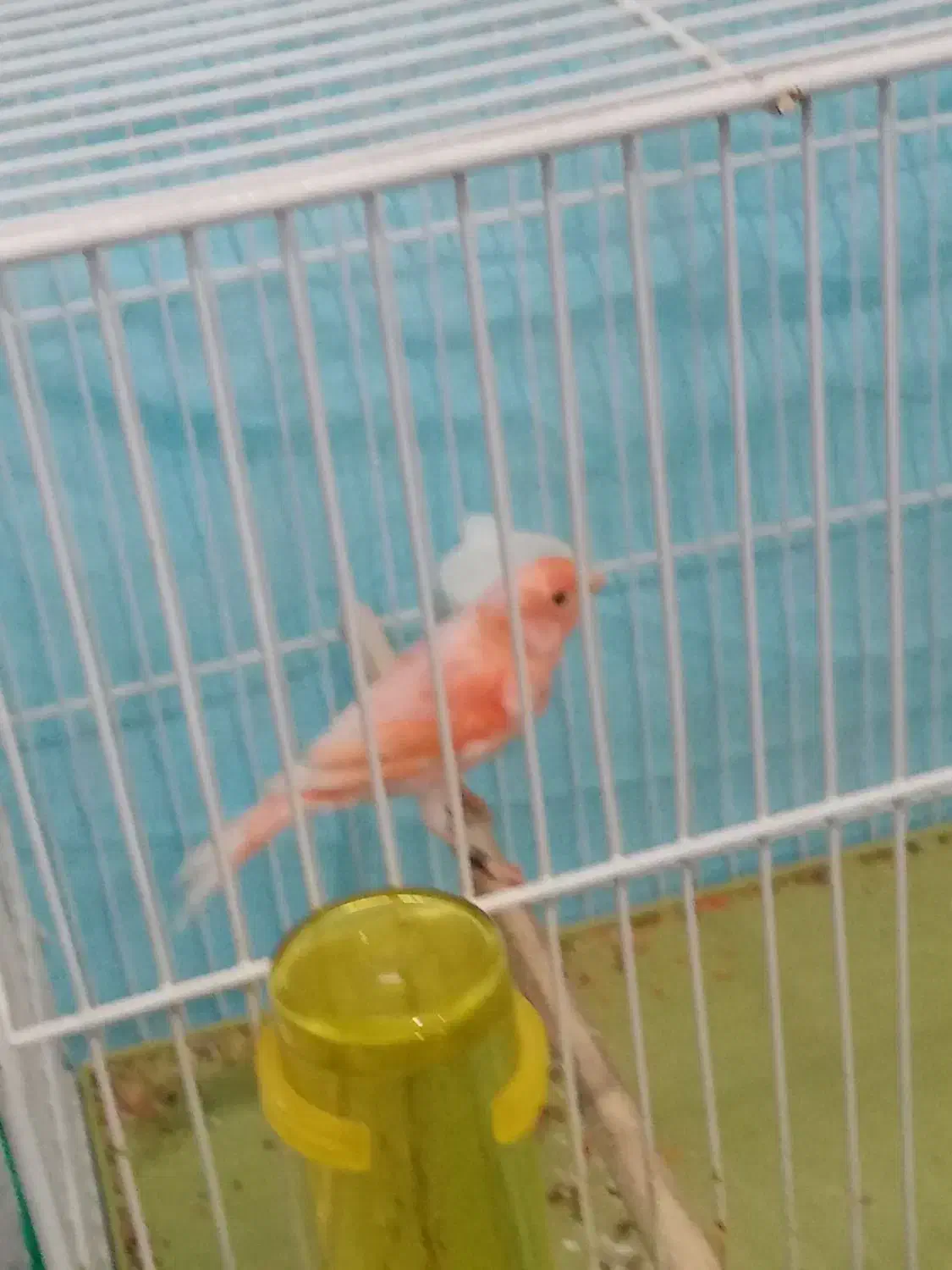 قناری|پرنده|زرند, |دیوار