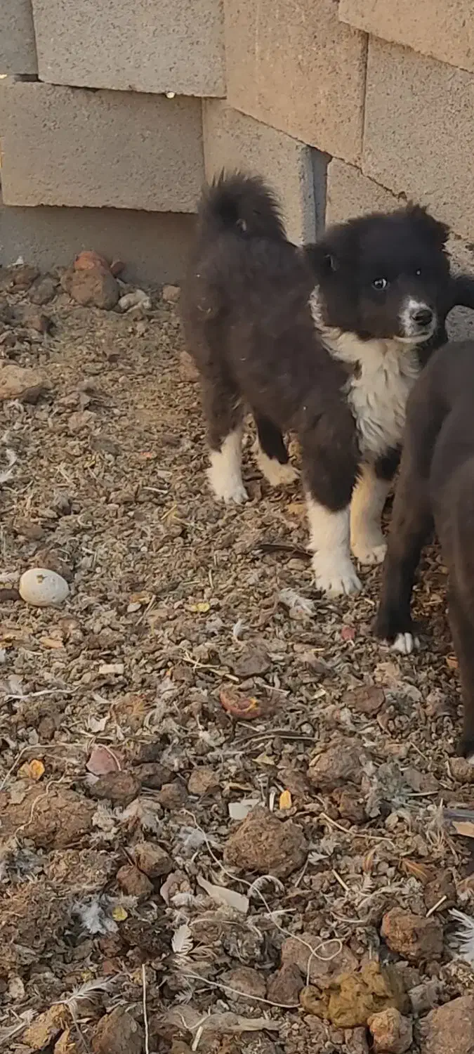 سگ قدرجونی گله|سگ|شهرضا, |دیوار