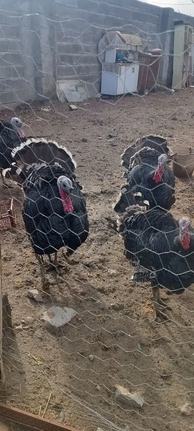 بوقلمون محلی|حیوانات مزرعه|ماهیدشت, |دیوار