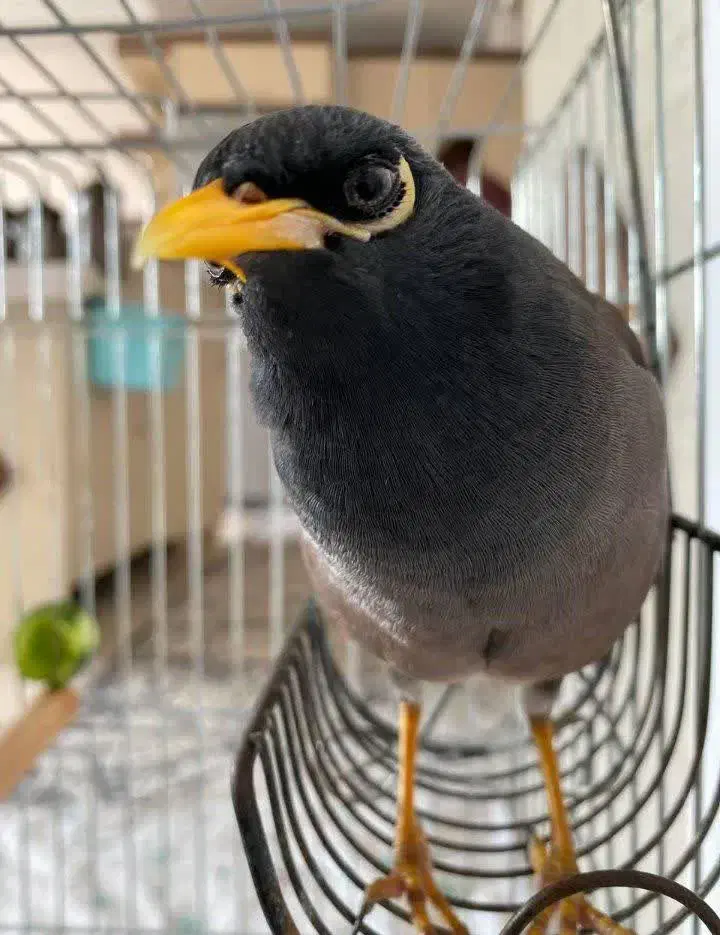 مرغ مینا|پرنده|فردیس, سرحد آباد|دیوار