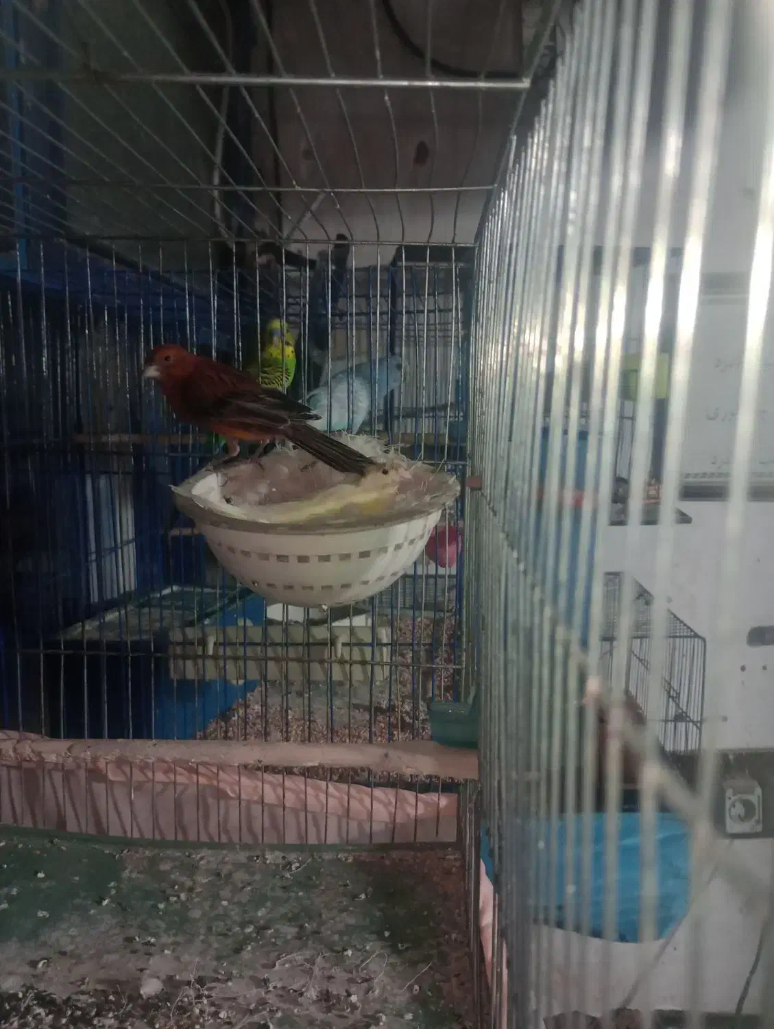 قناری مولد به شرط|پرنده|هشتگرد, شهرک راه آهن|دیوار