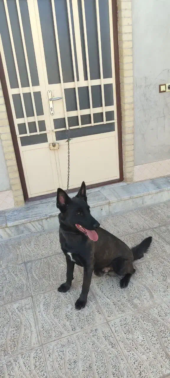 سگ نرمالینویر فان سیبل|سگ|بم, |دیوار