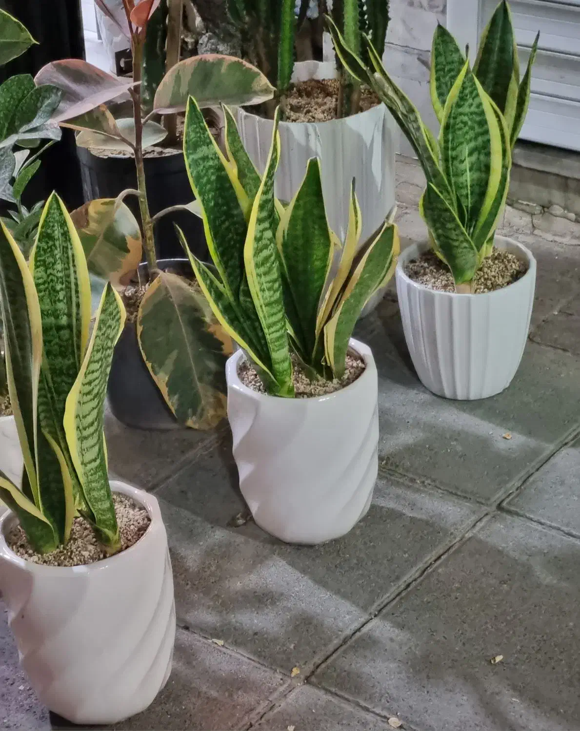 گل دسته گل باکس گیاه طبیعی آپارتمان شیک هدیه عالی|گل و گیاه طبیعی|مشهد, حجاب (شهرک غرب)|دیوار