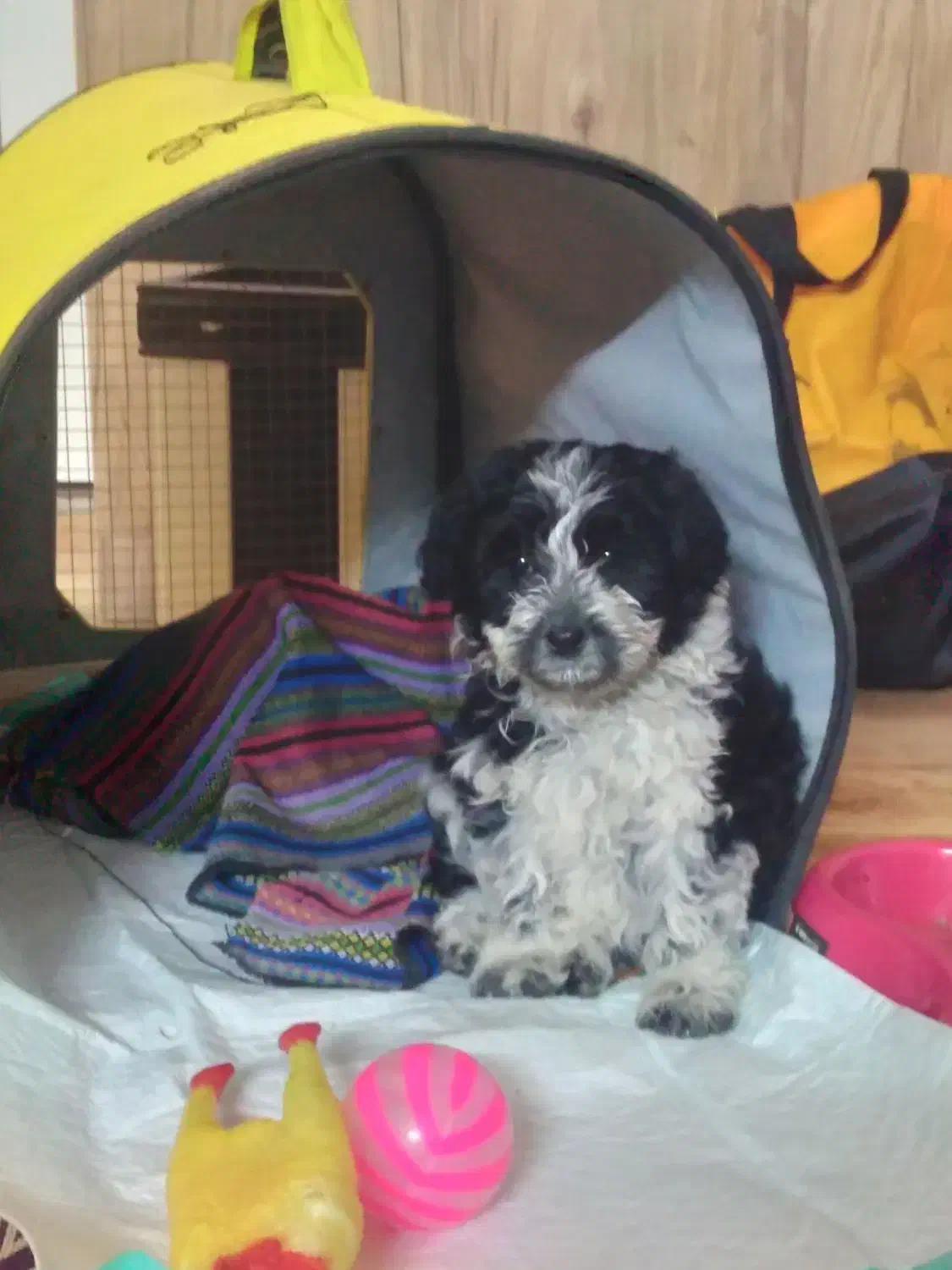 واگذاری سگ|سگ|پاکدشت, پاکدشت (مامازند)|دیوار