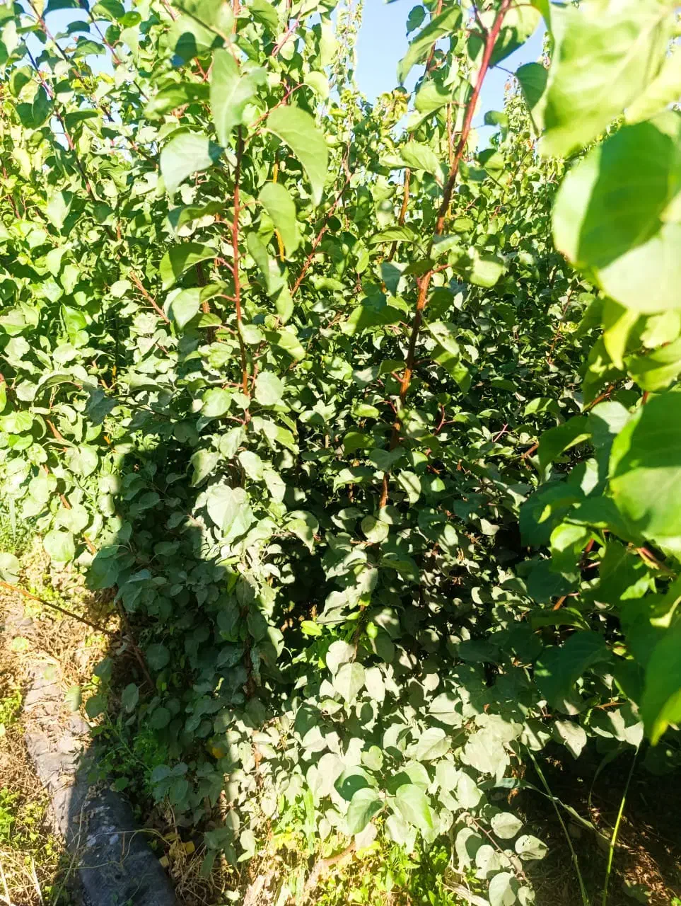 نهـالـهای اصــلاح شده مناسب مناطق مختلف|خدمات باغبانی و درختکاری|آباده, |دیوار