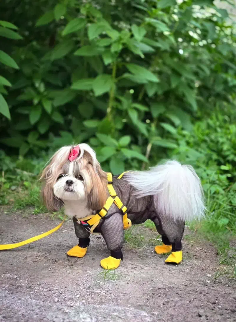 سگ خونگی|سگ|ساوه, |دیوار