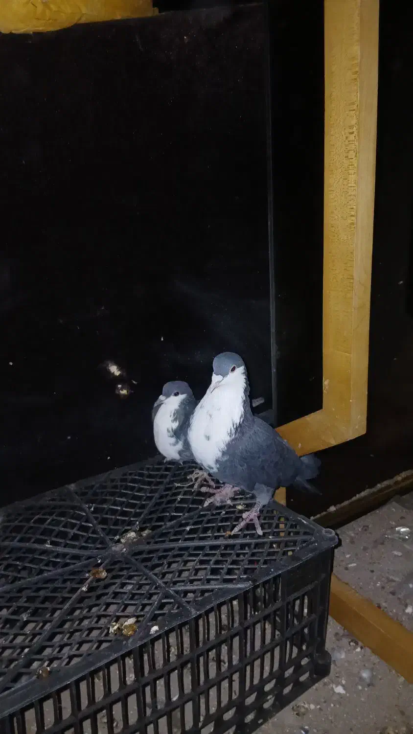 کبوتر کرباتی معاوضه طوطی عروس مینا|پرنده|مشهد, موعود|دیوار