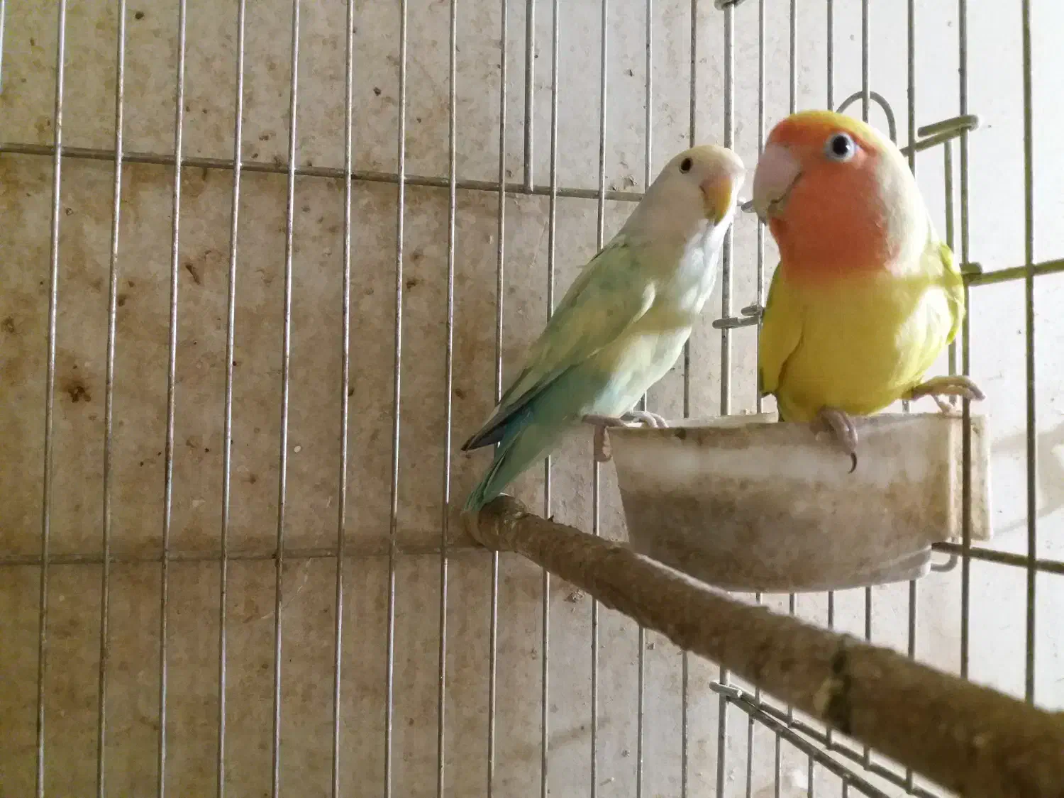 جفت مولد طوطی برزیلی|پرنده|پردیس, شهرک صنعتی خرمدشت فاز ۷|دیوار