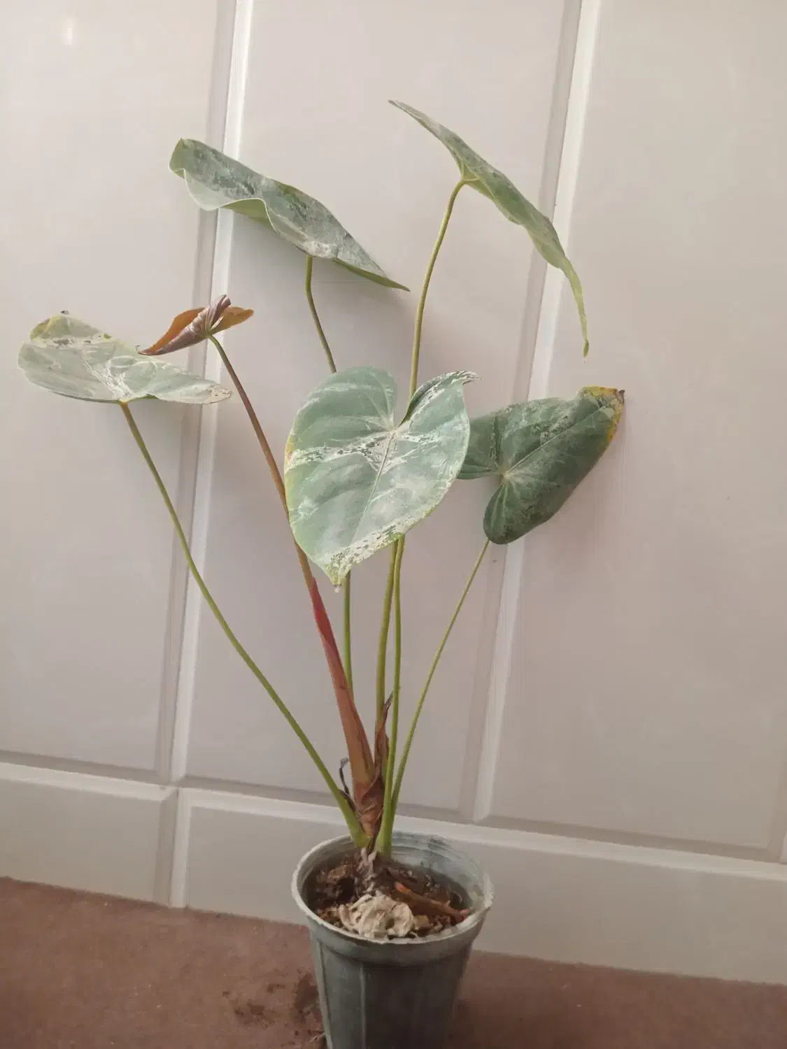 فروش ویژه گل های آپارتمانی وخاک با قیمت مناسب|گل و گیاه طبیعی|میبد, |دیوار