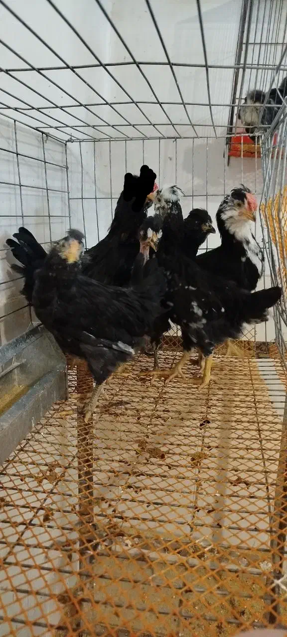 گلین فول|حیوانات مزرعه|خوانسار, |دیوار