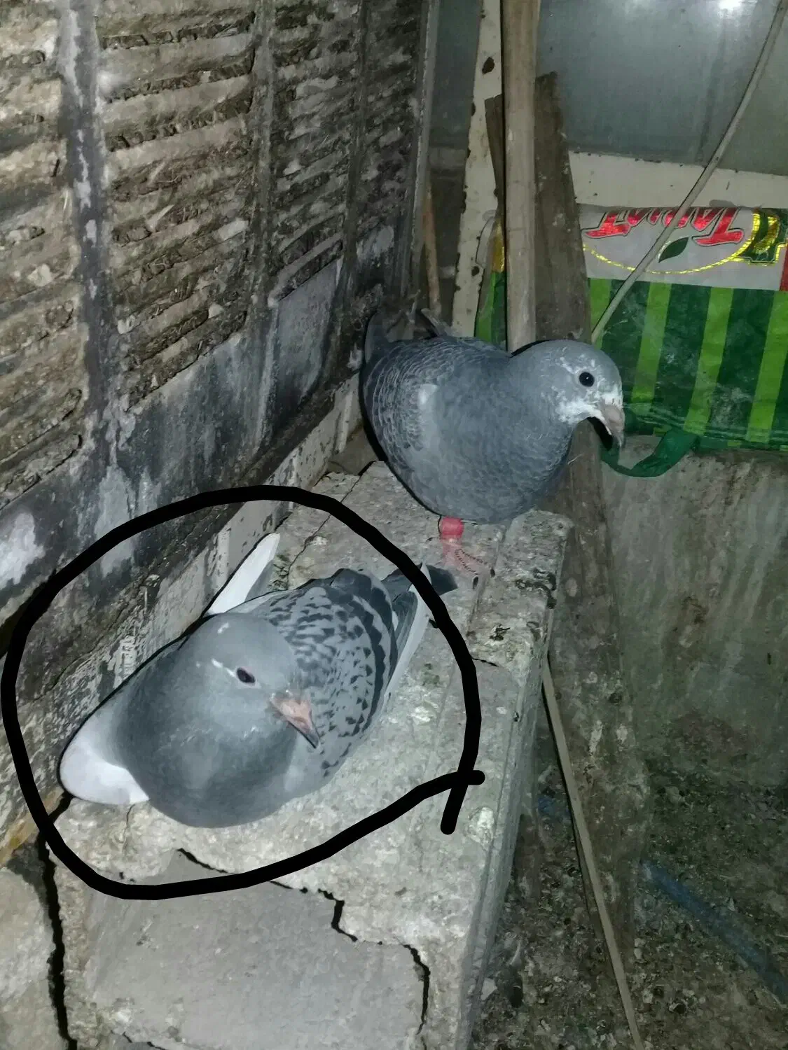 ابلق سبز جوجه|پرنده|شیراز, دست خضر|دیوار