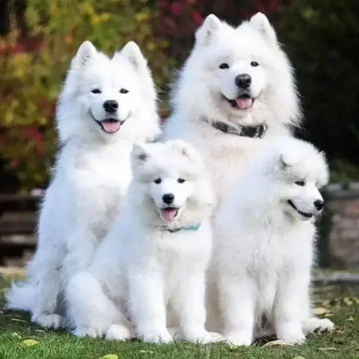 سگ ساموئید(سامویید)الاسکایی|سگ|اصفهان, دانشگاه اصفهان|دیوار