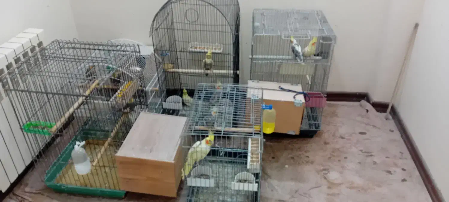 طوطی عروس هلندی|پرنده|آمل, |دیوار