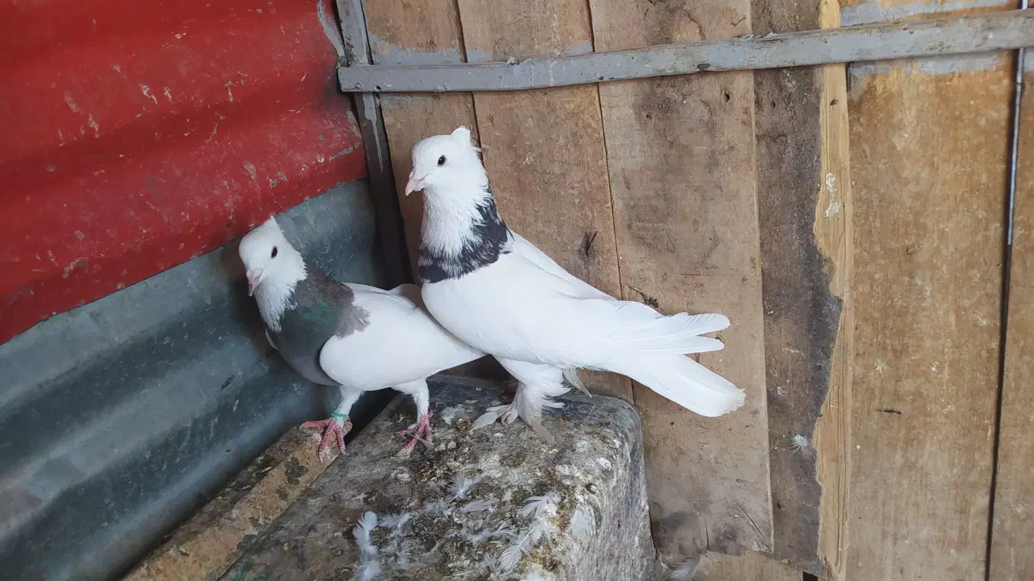 طوقی|پرنده|شاهرود, |دیوار