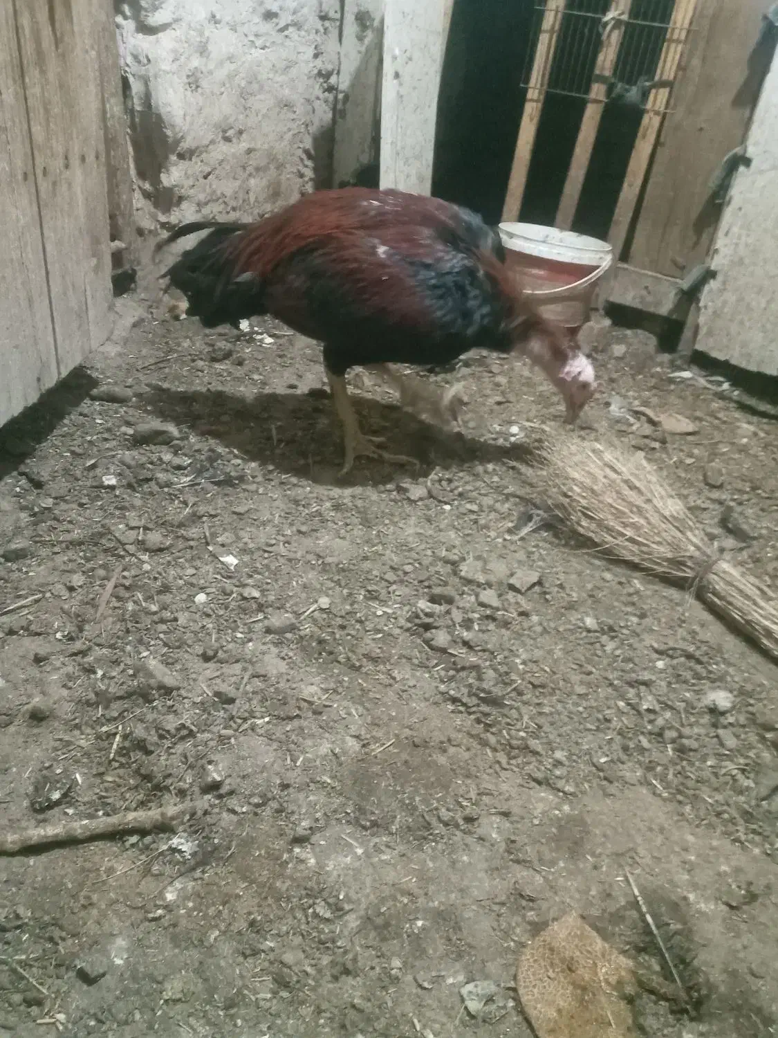 خروس لاری جوان|حیوانات مزرعه|مرند, |دیوار