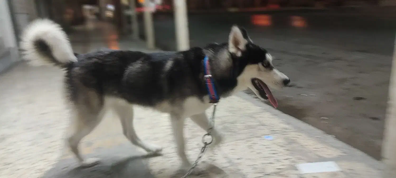 سگ...|سگ|بهبهان, |دیوار