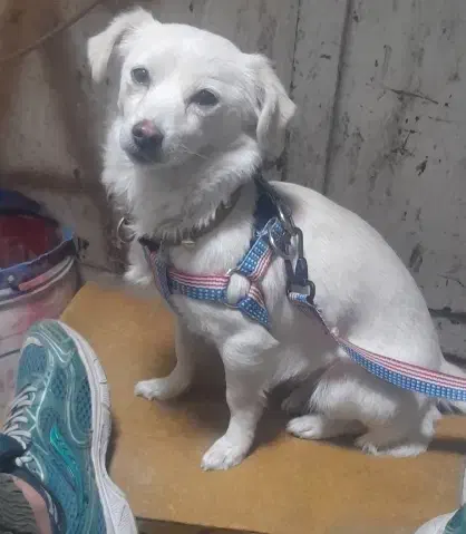 واگذاری سگ معاوضه با پرنده|سگ|کرمانشاه, |دیوار