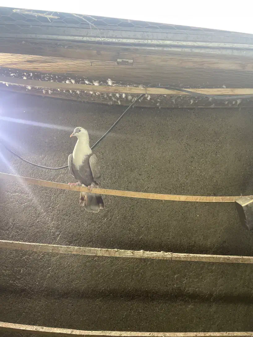 ماده مشهدی بالدار|پرنده|کرمانشاه, |دیوار