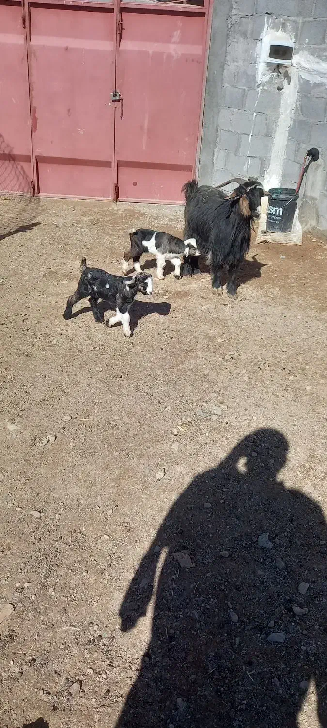 بز ترکی دوقلوزا|حیوانات مزرعه|لنجان, |دیوار