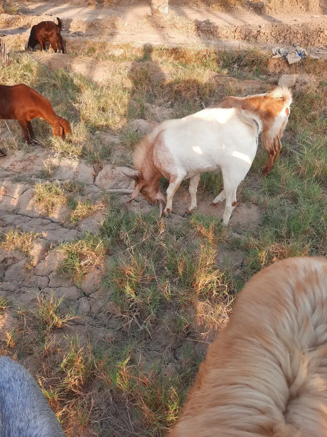 کهره چاق|حیوانات مزرعه|سعدآباد, |دیوار