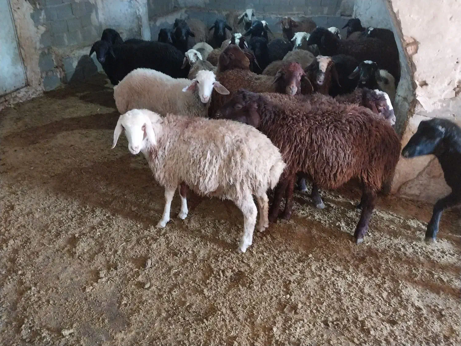 بره نر|حیوانات مزرعه|بهارستان, |دیوار