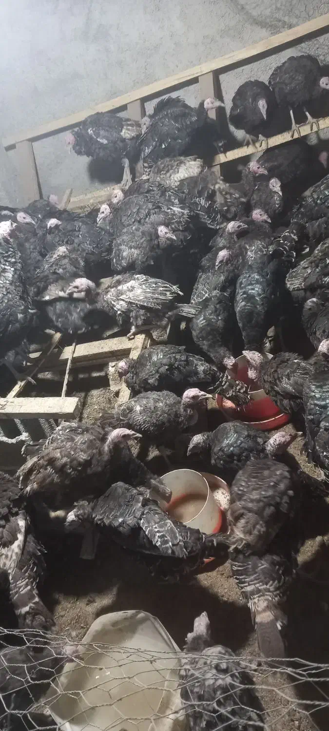 بوقلمون برنز سرحال|حیوانات مزرعه|رباط‌کریم, رباط‌کریم|دیوار