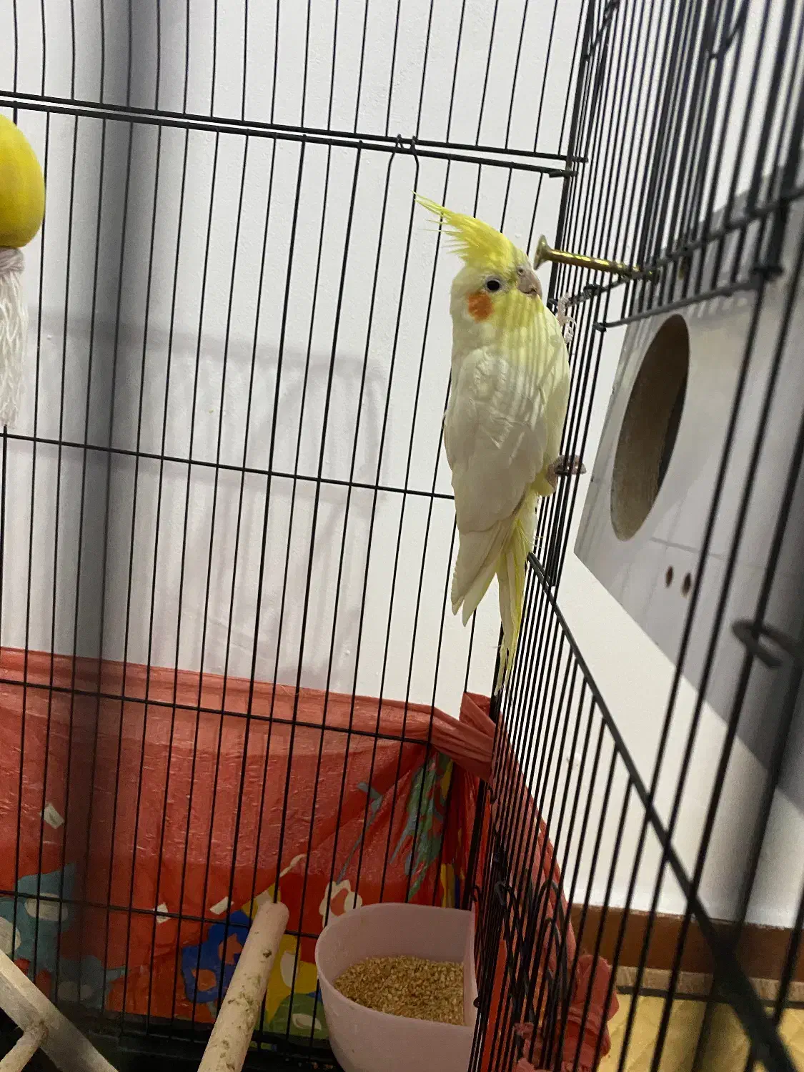 عروس هلندی نر|پرنده|وحیدیه, |دیوار