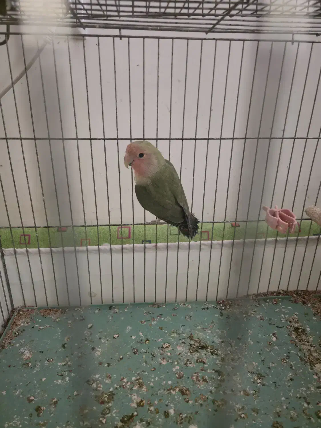 طوطی برزیلی ۵ عدد|پرنده|ارومیه, |دیوار