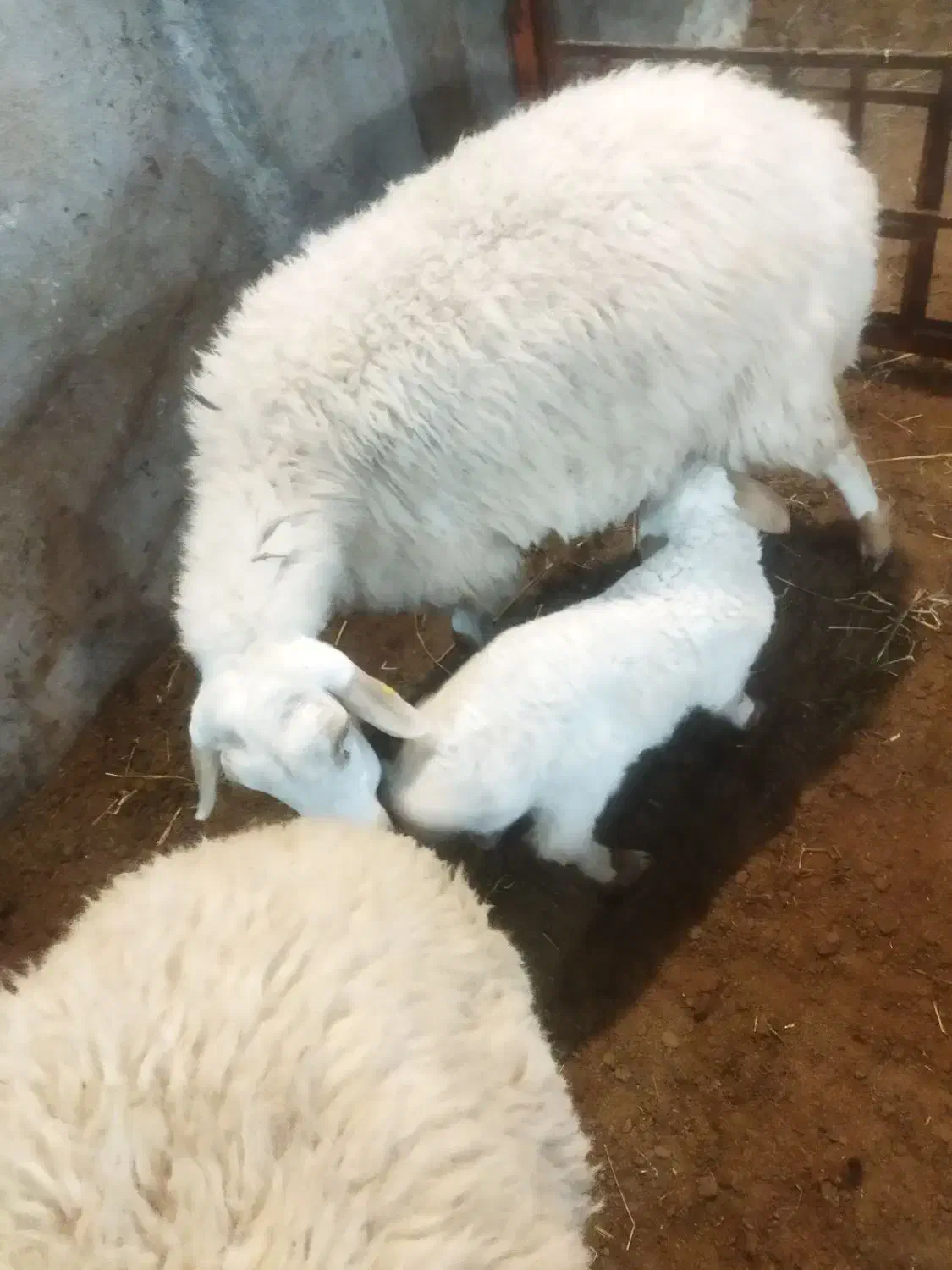 گوسفند مغانی جوان|حیوانات مزرعه|اردبیل, |دیوار