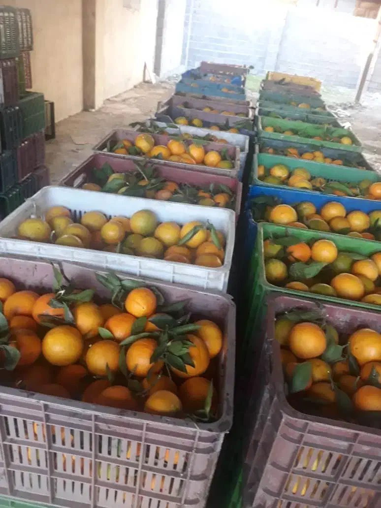 پرتقال نارنگی|خدمات باغبانی و درختکاری|چابکسر, |دیوار