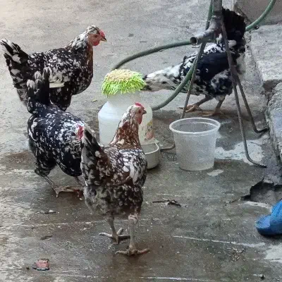 مرغ گلین باکیفیت قیمت مناسب|حیوانات مزرعه|رامیان, |دیوار