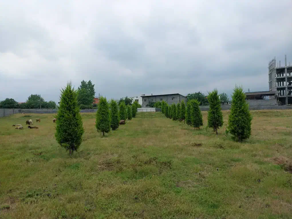 200م زمین جنگلی/انشعابات سر ملک‌.سند تک برگ|فروش زمین و ملک کلنگی|چمستان, |دیوار