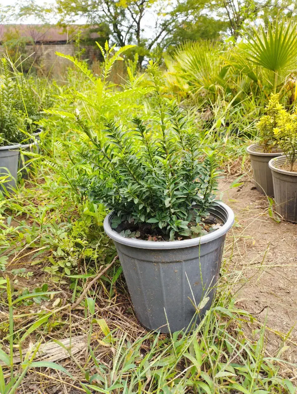 شمشاد نعنایی|گل و گیاه طبیعی|کلاچای, |دیوار