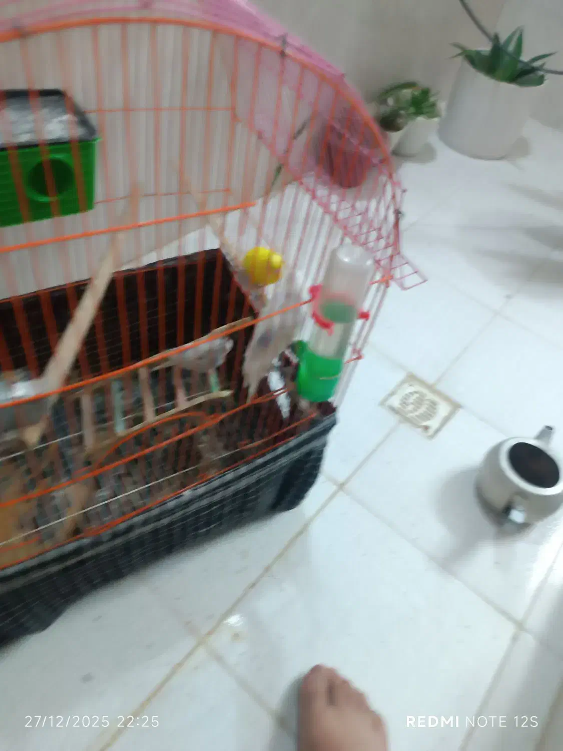 مرغ عشق|پرنده|شیراز, گل سرخ|دیوار