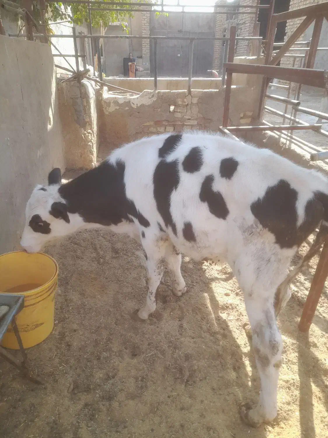 گوساله.گاو|حیوانات مزرعه|برخوار, |دیوار