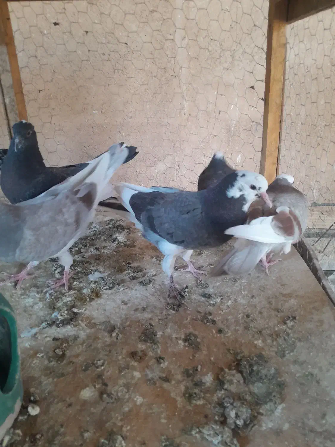 جوجه کبوتر تازه دون خور|پرنده|ابریشم, |دیوار