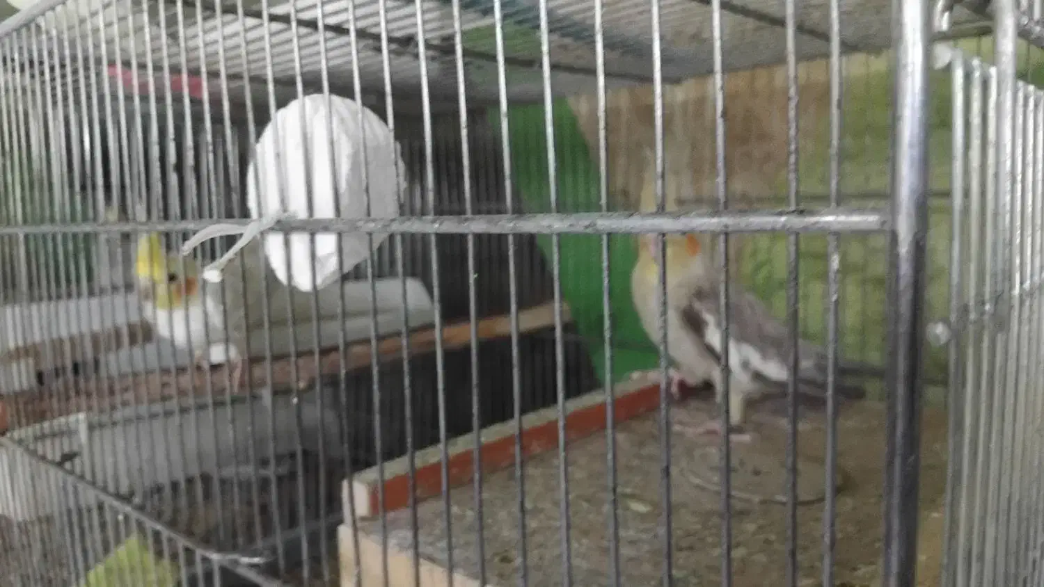 جوجه عروس هلندی|پرنده|بناب, |دیوار