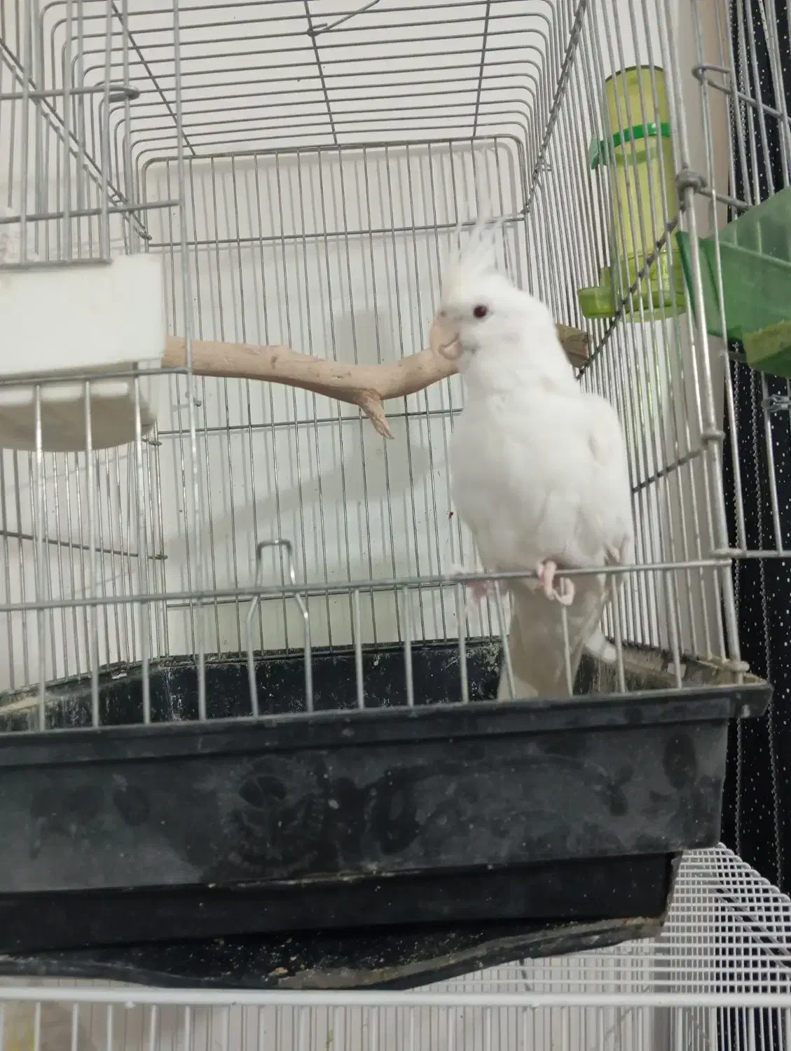 عروس هلندی البینونر|پرنده|سلیمان, |دیوار