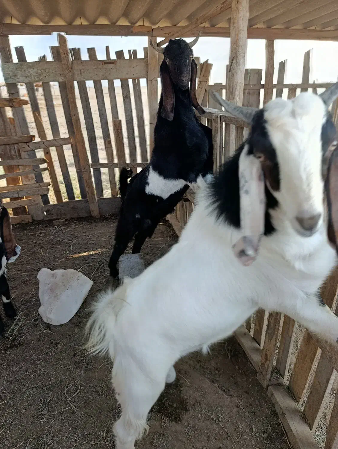 فروش بزپاکستانی چهار قلو زا|حیوانات مزرعه|سیمین شهر, |دیوار